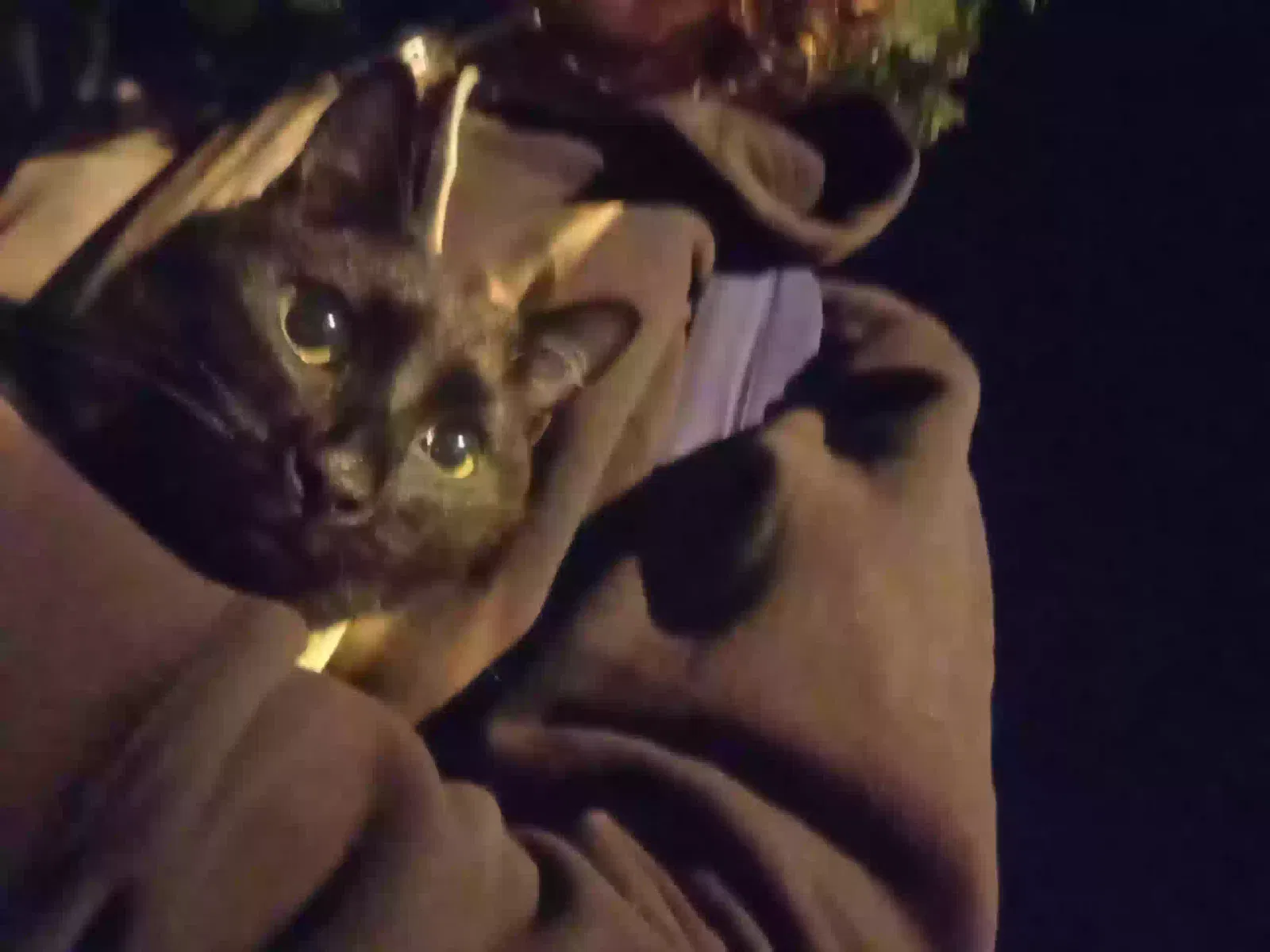 Found cat in Columbia, SC, 29210
