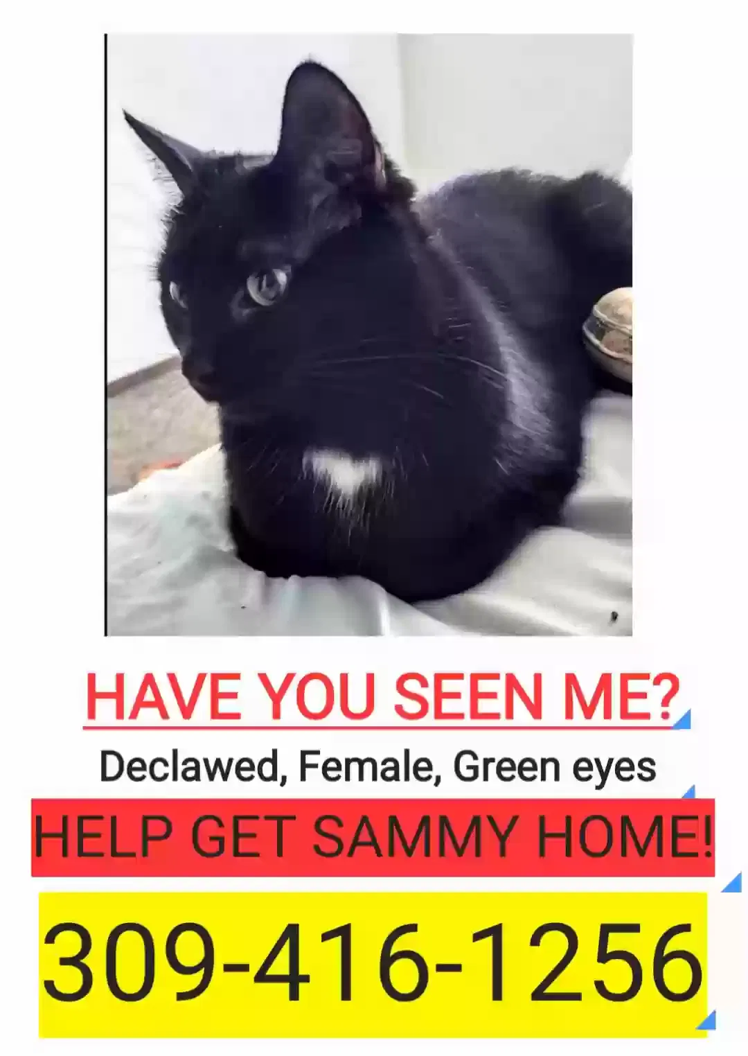 Lost cat in Tremont, IL, 61568