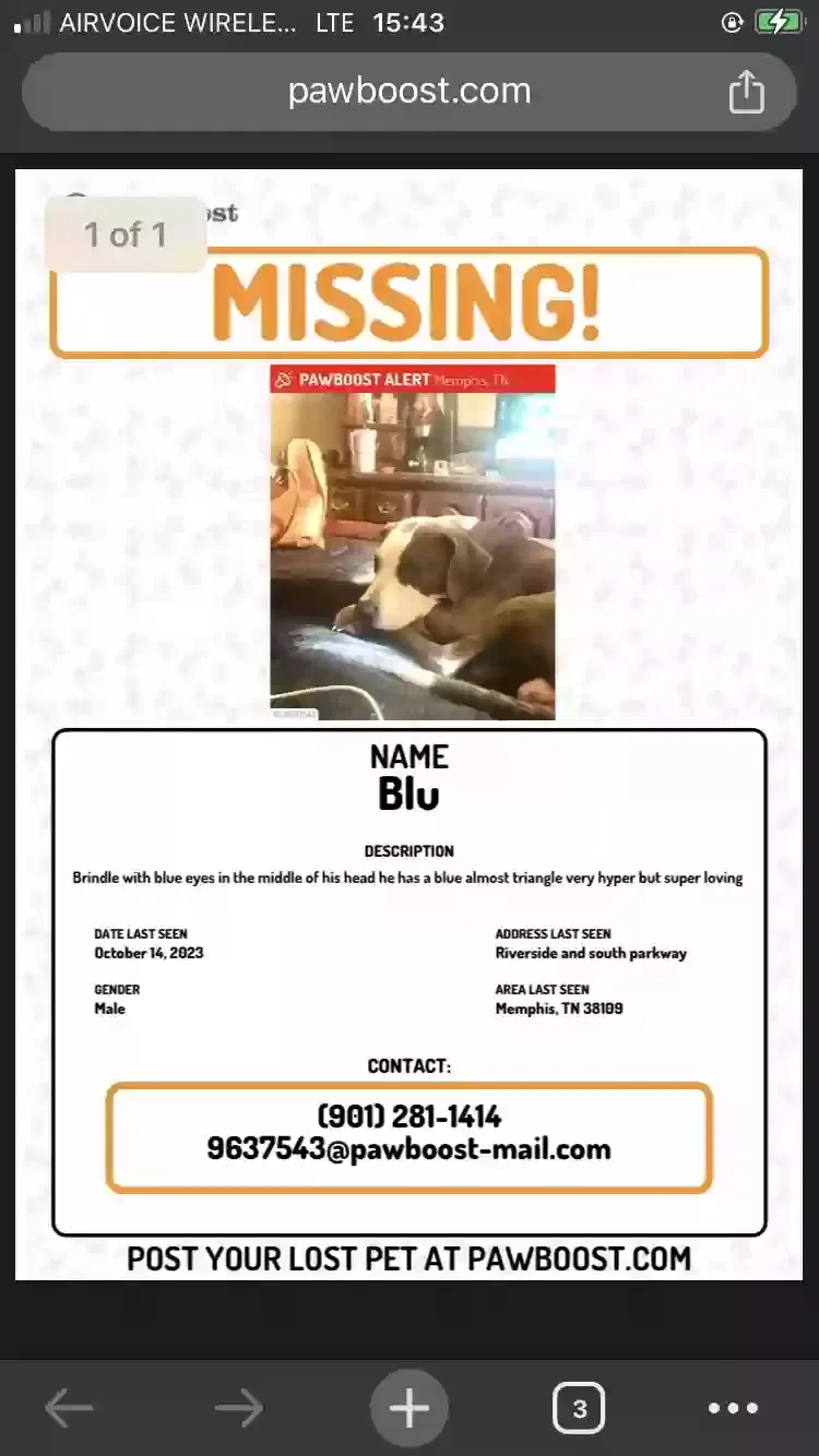 Lost dog in Memphis, TN, 38109