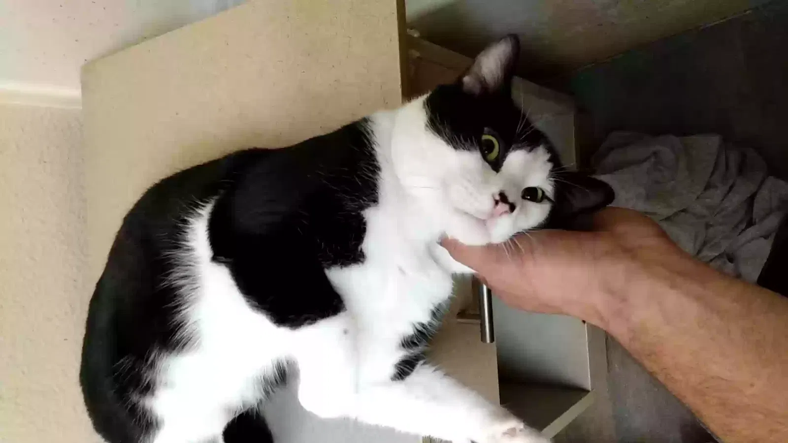 Lost cat in Renton, WA, 98057