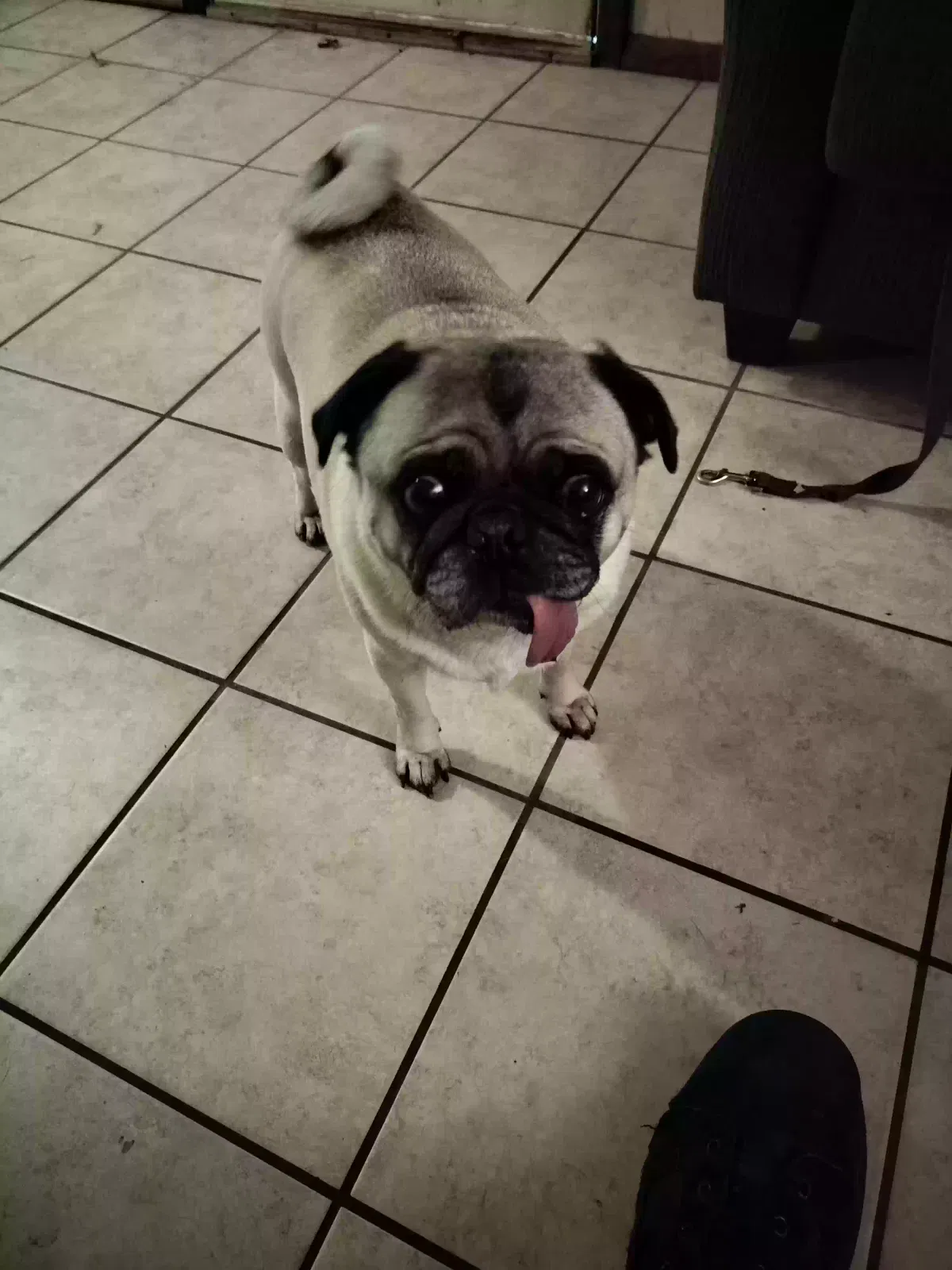 Found dog in Collinsville, OK, 74021