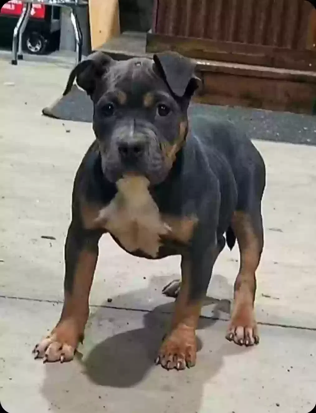Lost dog in Rockdale, TX, 76567