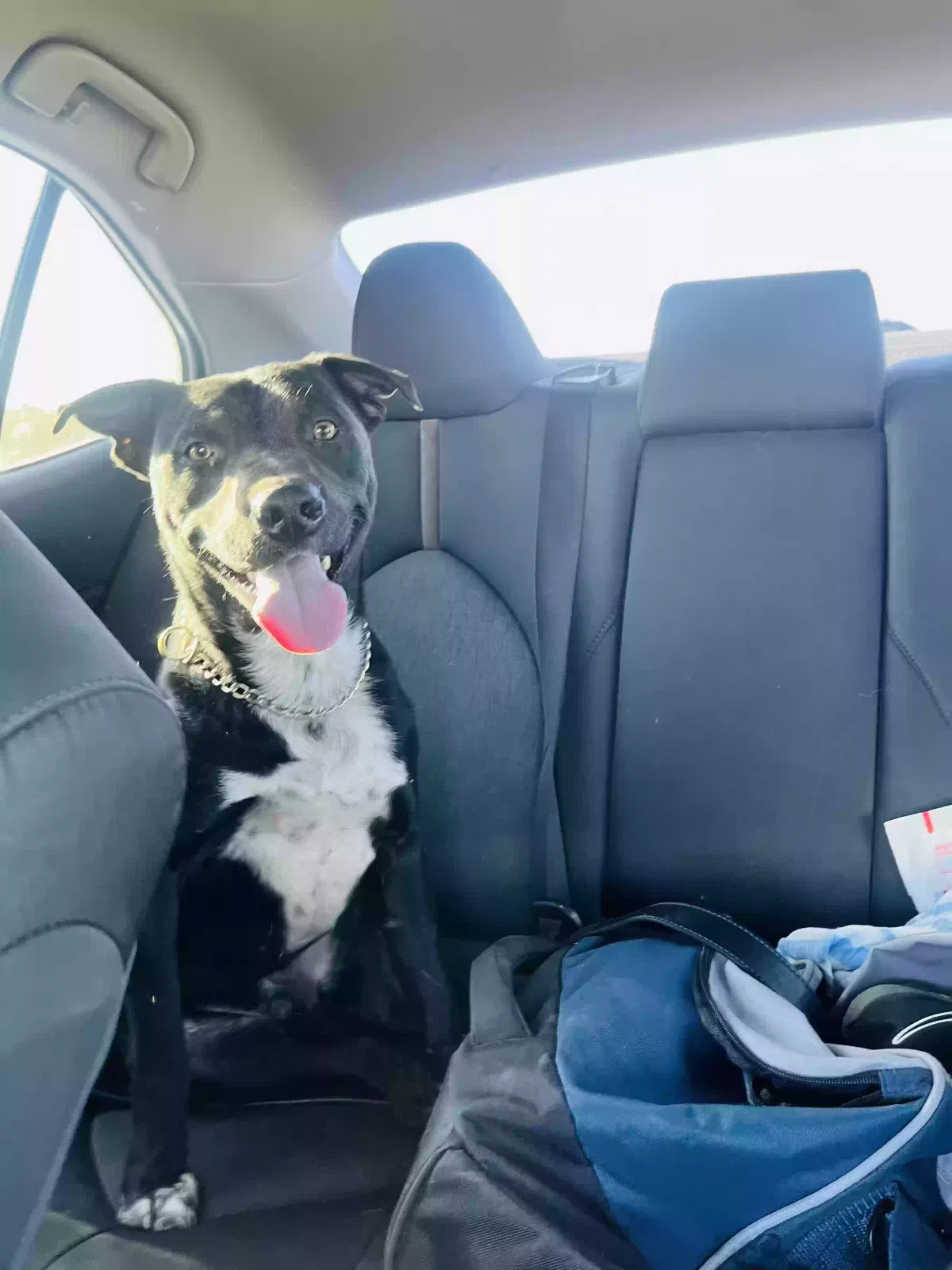 Found dog in Florence, AZ, 85132