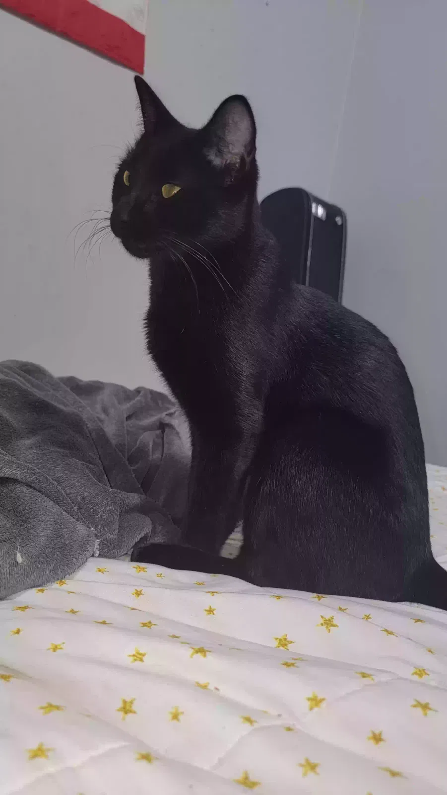Found cat in Andover, MN, 55304