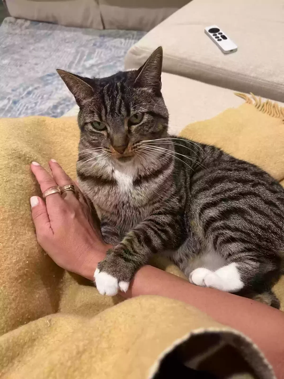 Lost cat in Irvine, CA, 92618