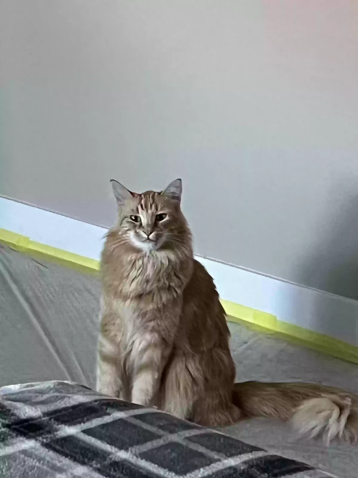 Lost cat in Goodyear, AZ, 85395