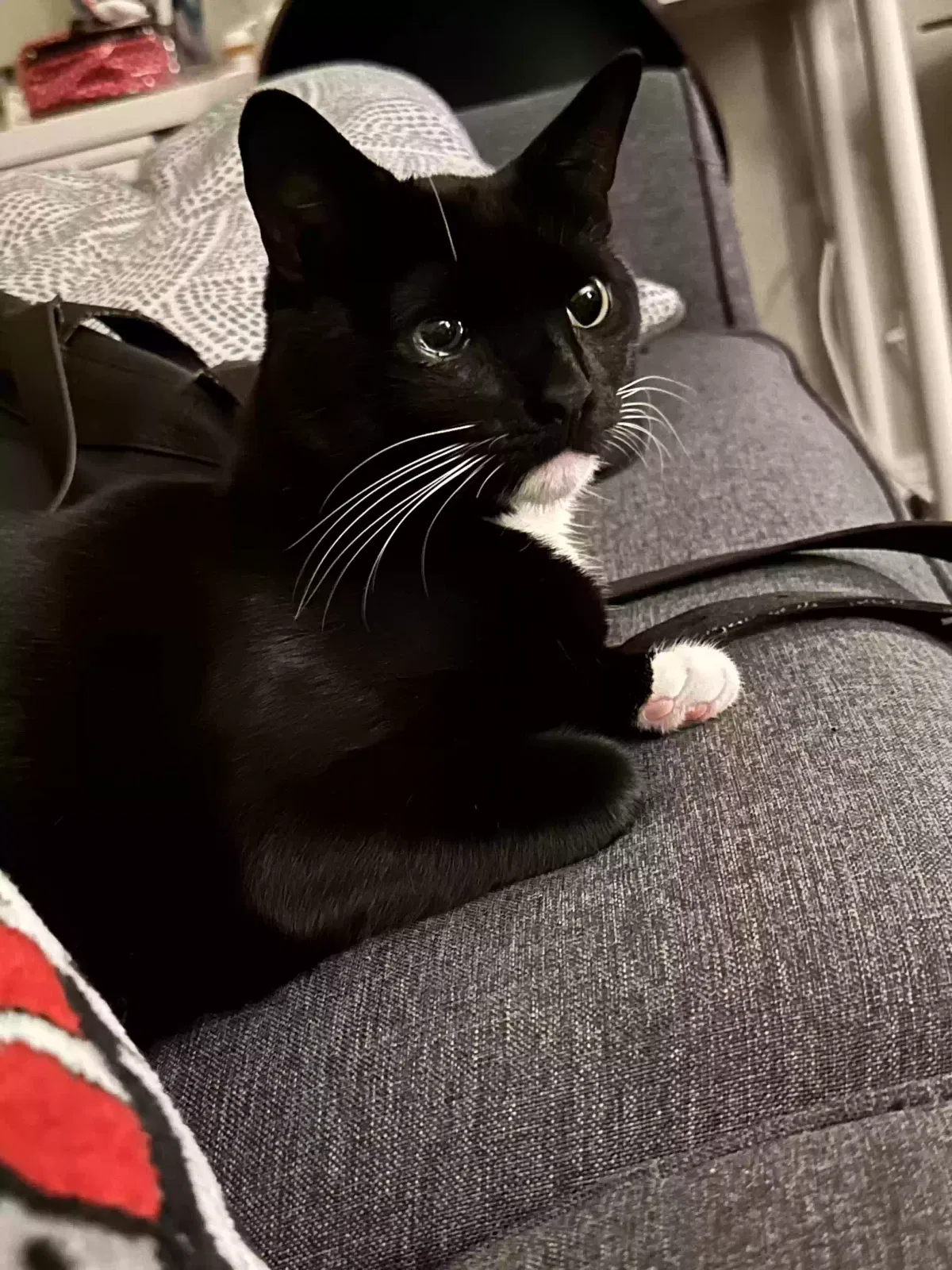 Lost cat in Fort Worth, TX, 76132