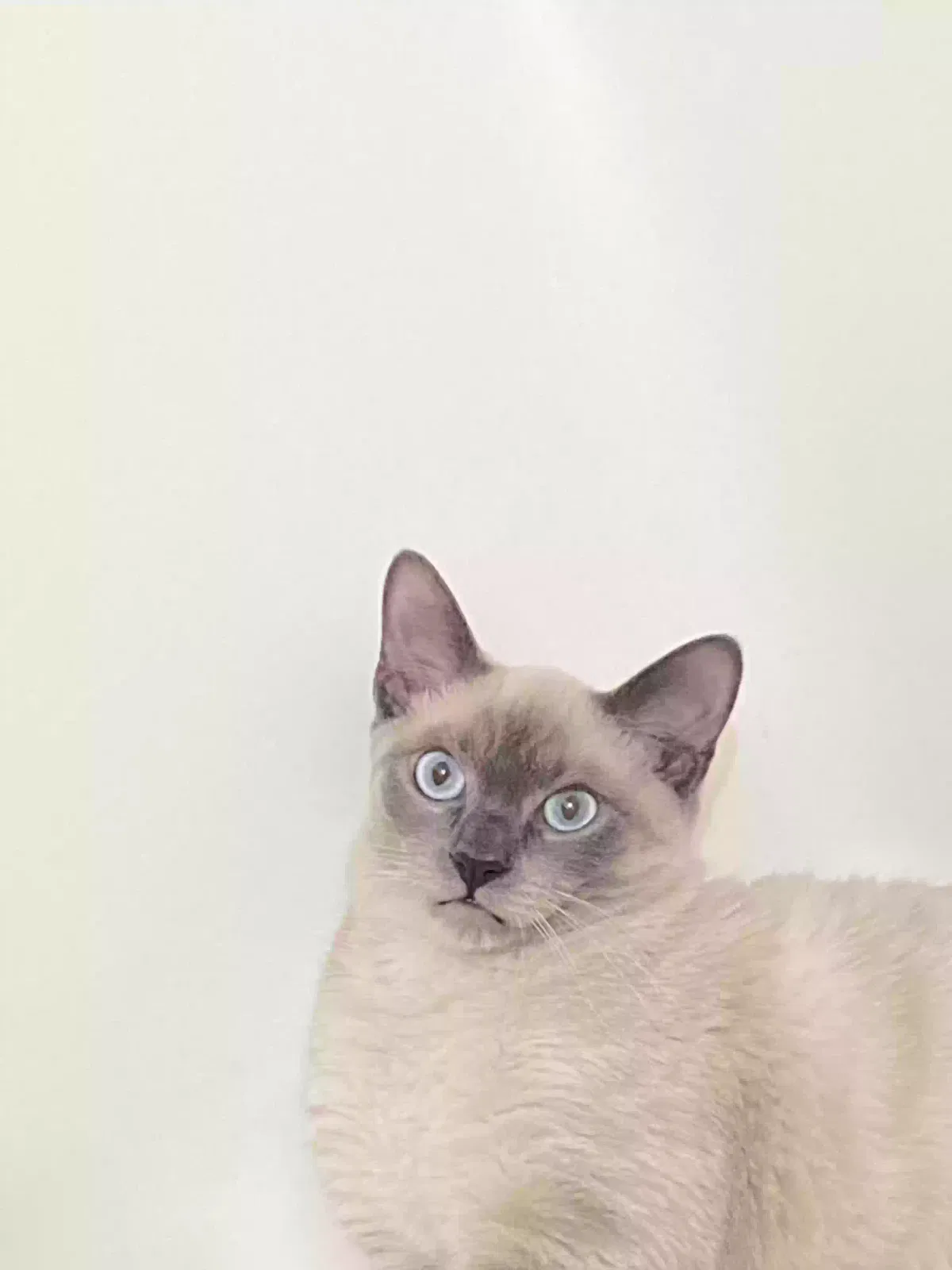Lost cat in Las Vegas, NV, 89109