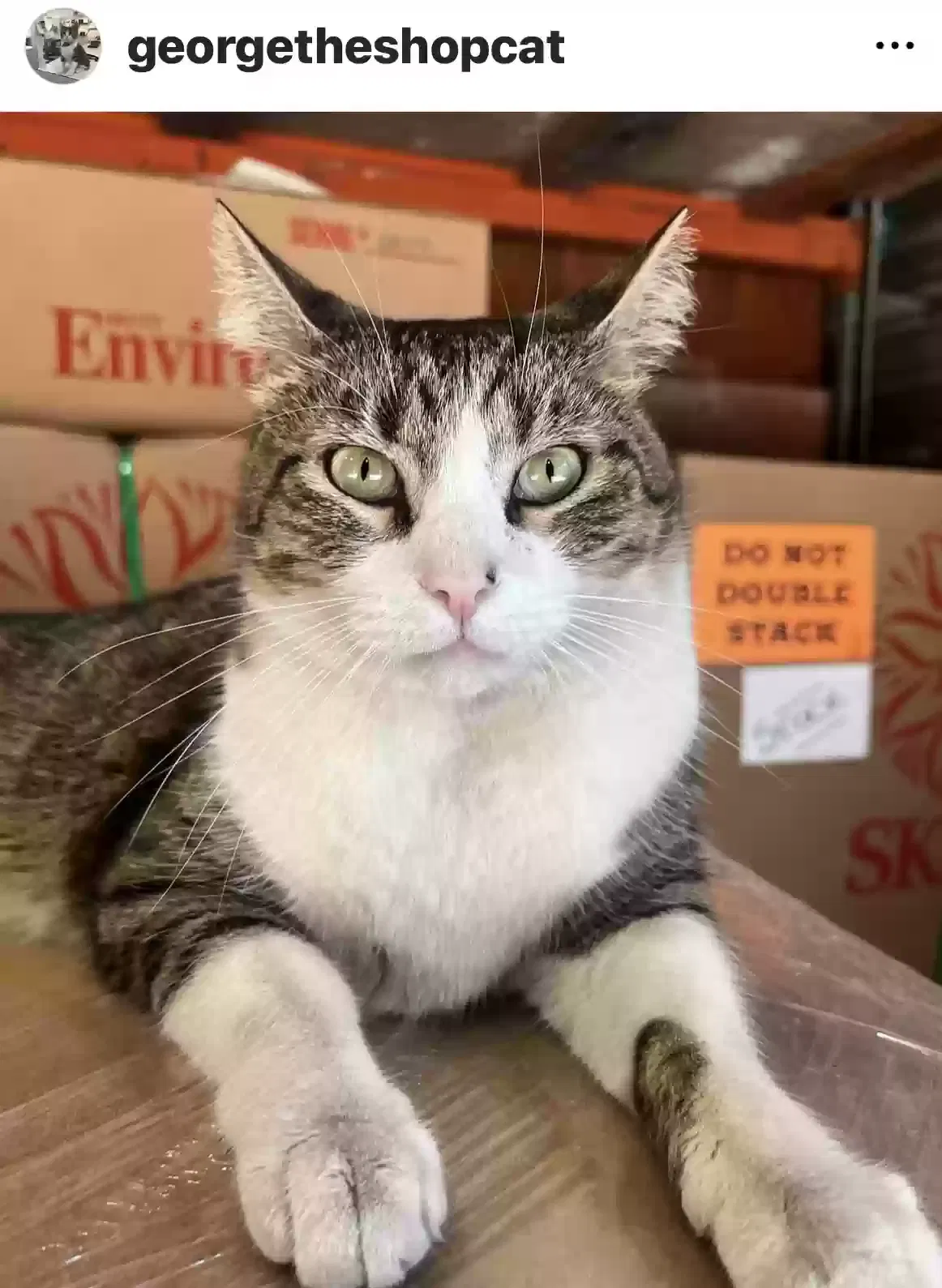Lost cat in Portland, OR, 97220
