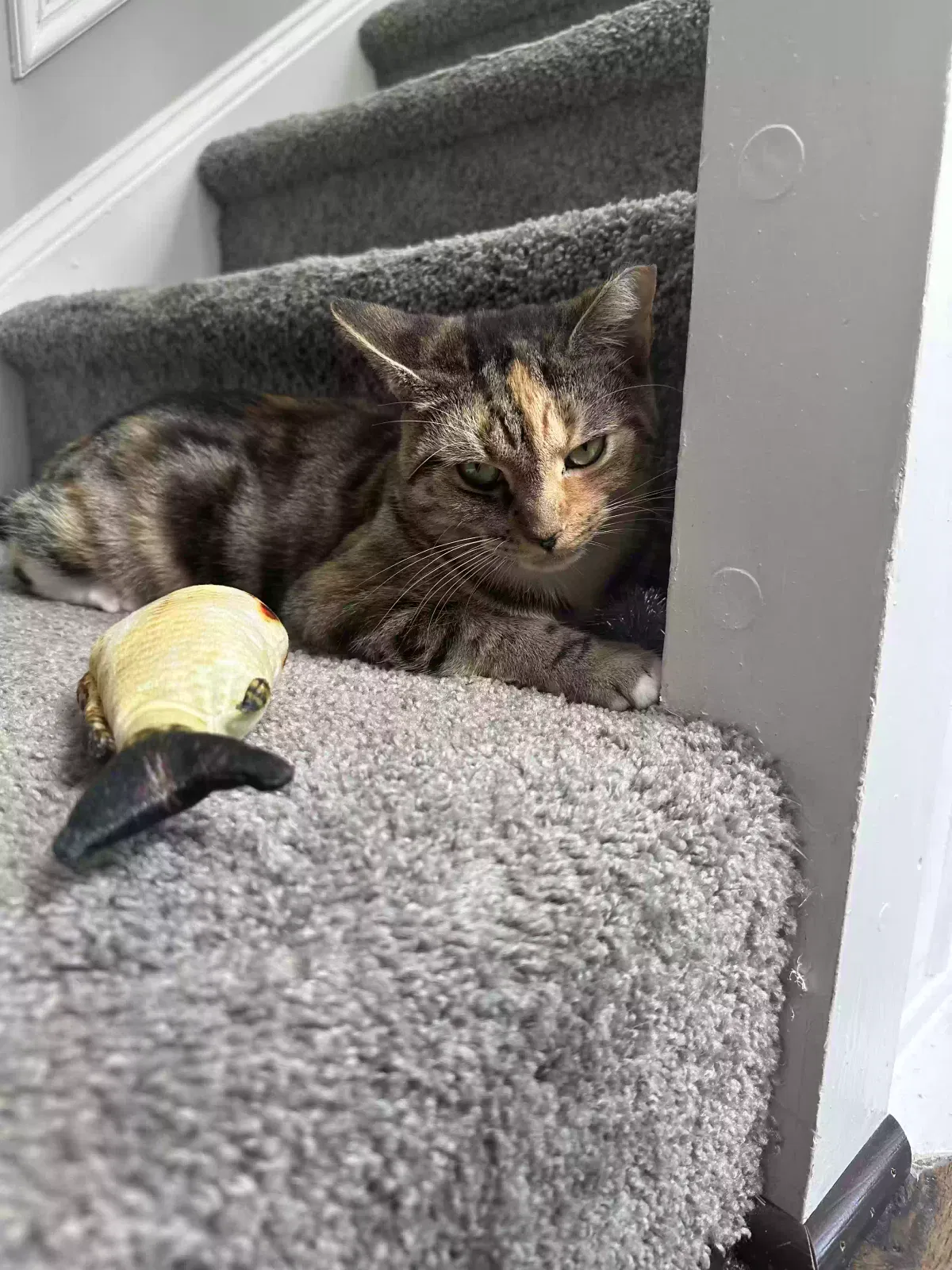 Lost cat in Baltimore, MD, 21230