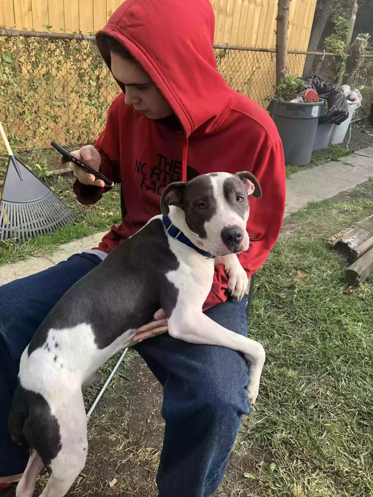 Found dog in Indianapolis, IN, 46201