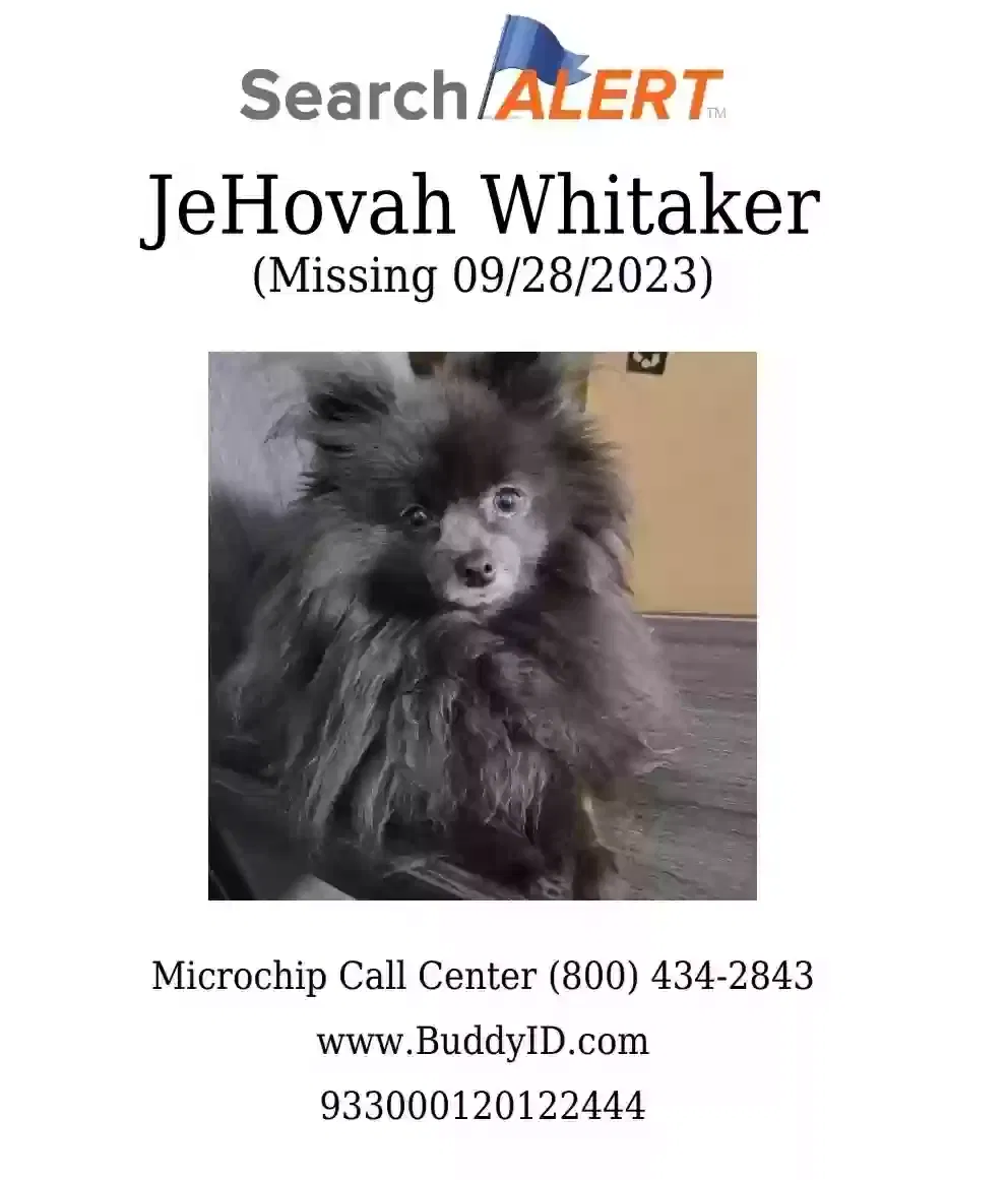 Lost dog in Brooklyn, NY, 11249