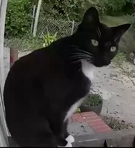 Lost cat in Fayetteville, NC, 28304