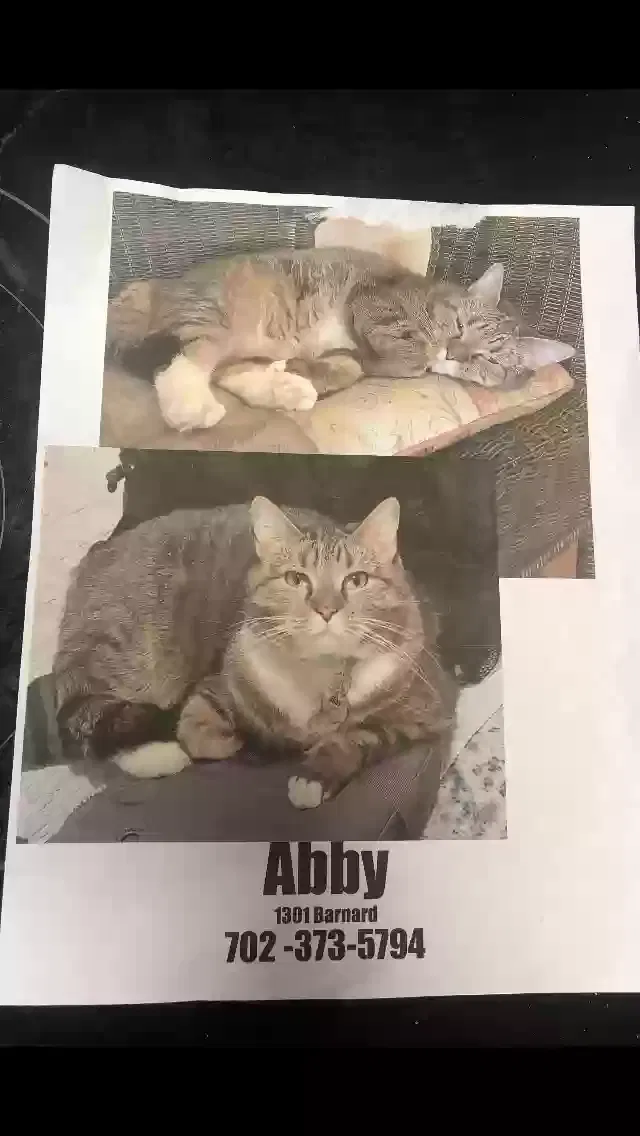 Lost cat in Las Vegas, NV, 89102
