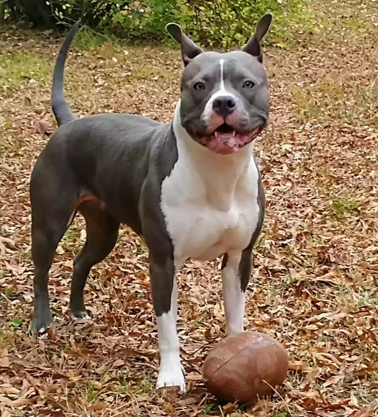 Lost dog in Dalton, GA, 30720