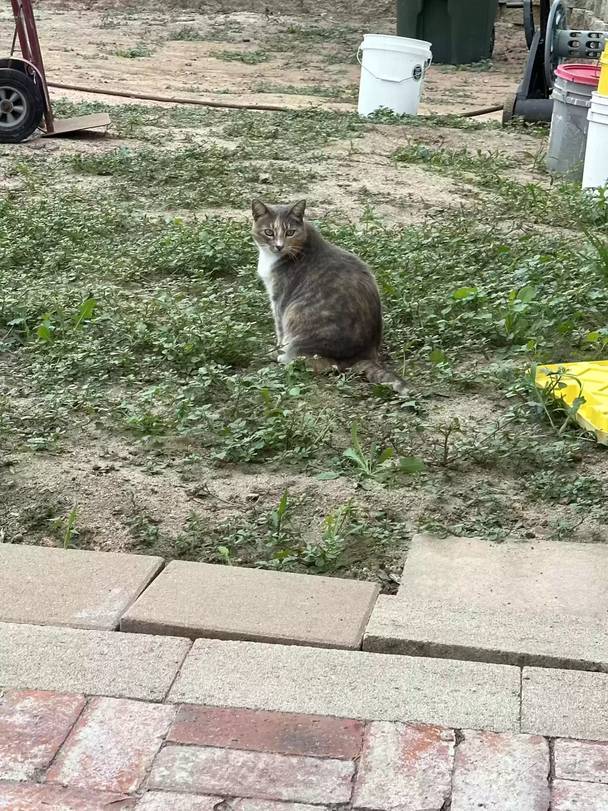 Lost cat in Bonita, CA, 91902
