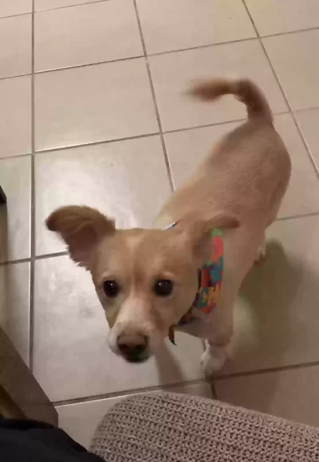 Lost dog in Las Vegas, NV, 89108
