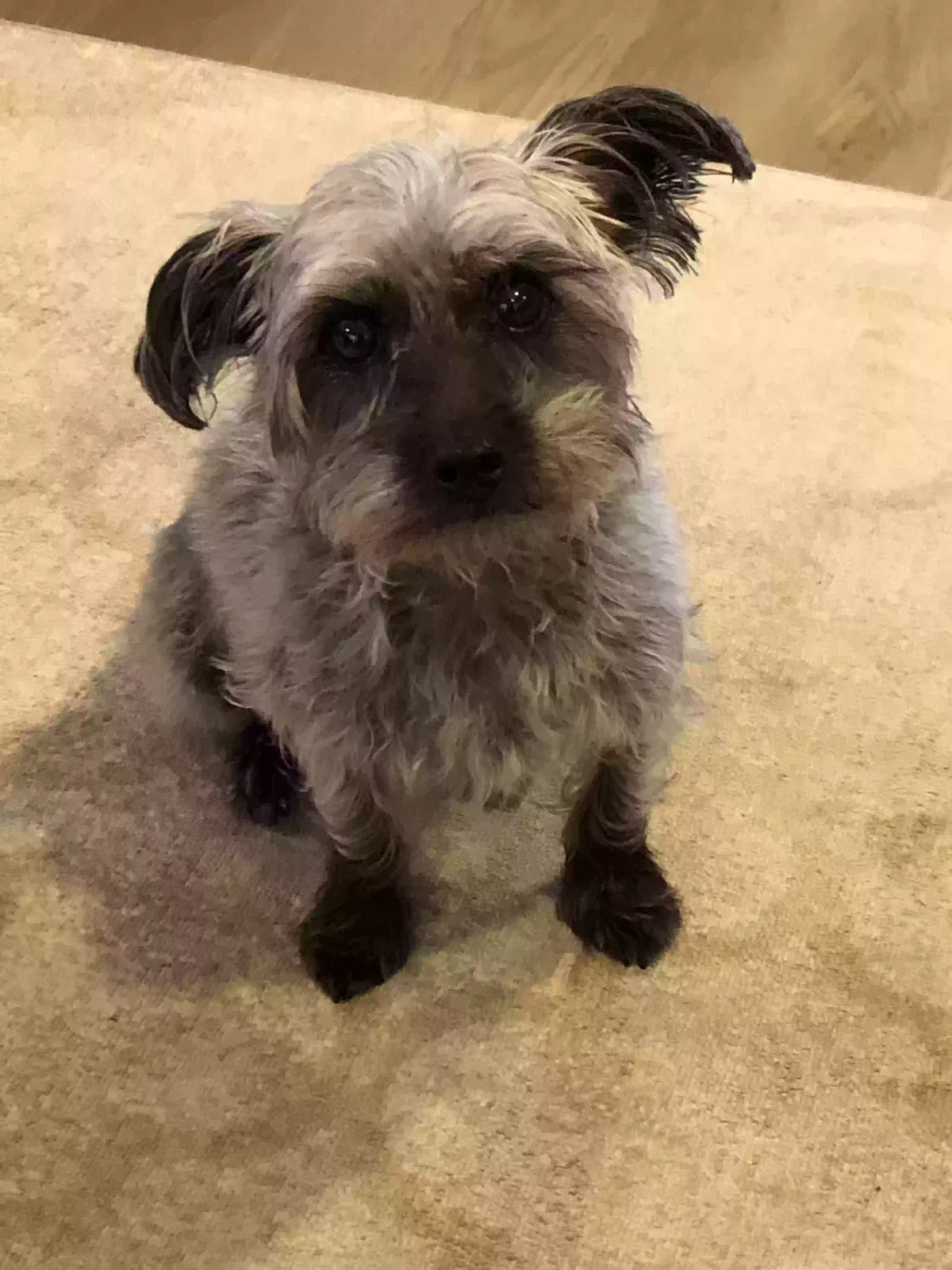Lost dog in Bellaire, TX, 77401