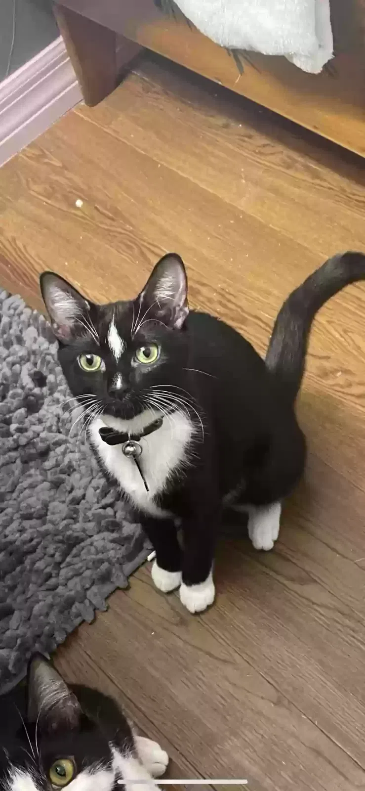 Lost cat in Melbourne, FL, 32901