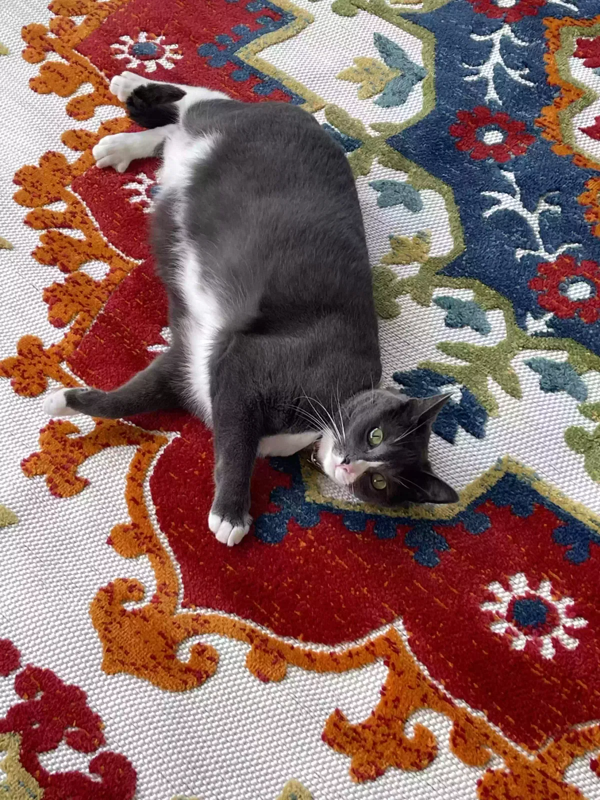 Lost cat in Hanover, MD, 21076