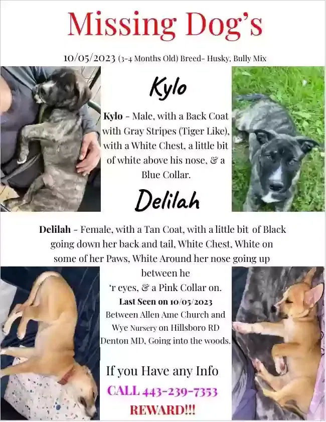 Lost dog in Denton, MD, 21629