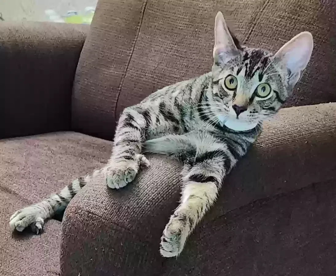 Lost cat in Senoia, GA, 30276