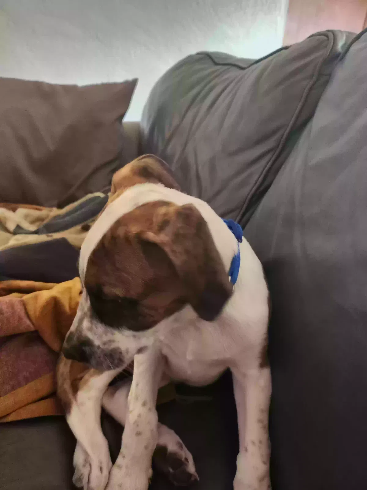 Lost dog in Albuquerque, NM, 87102