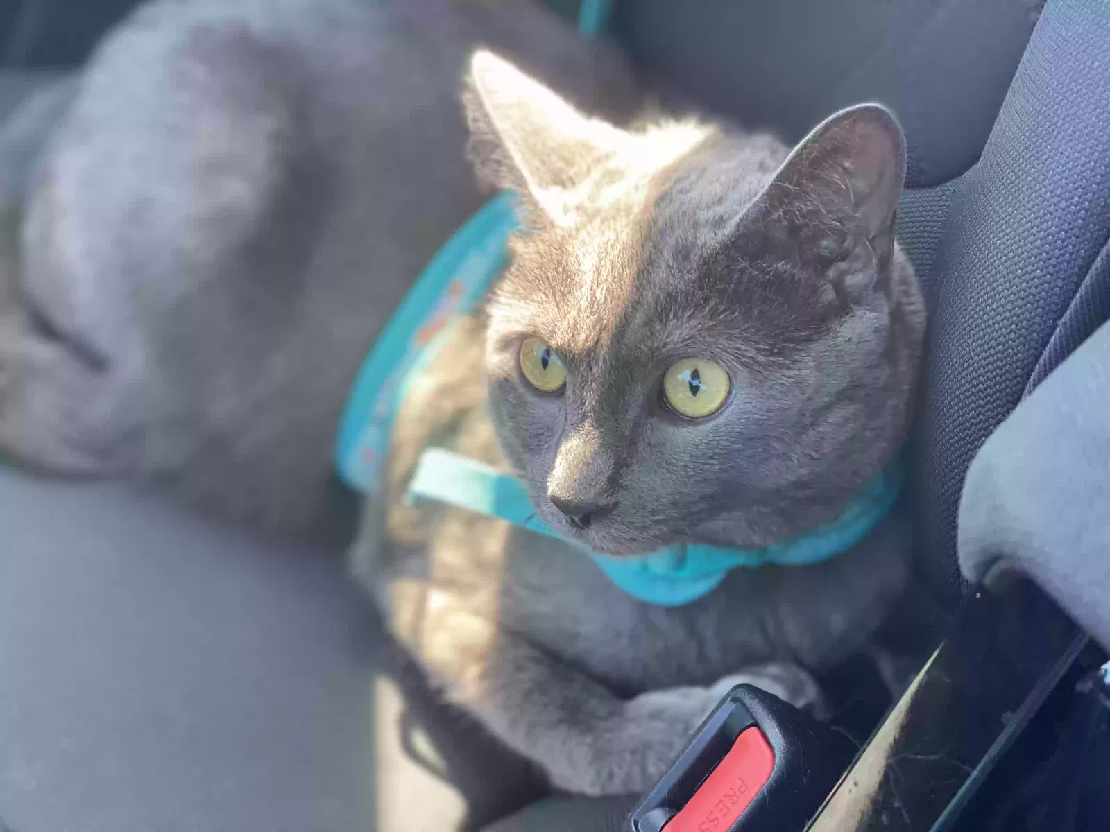 Lost cat in Oakland Gardens, NY, 11364