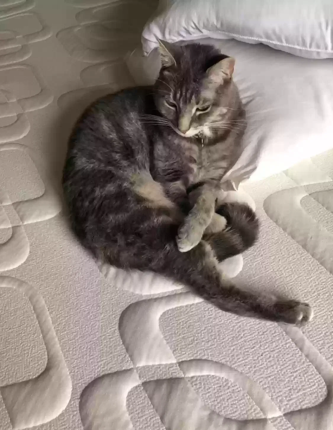 Lost cat in Red Lion, PA, 17356