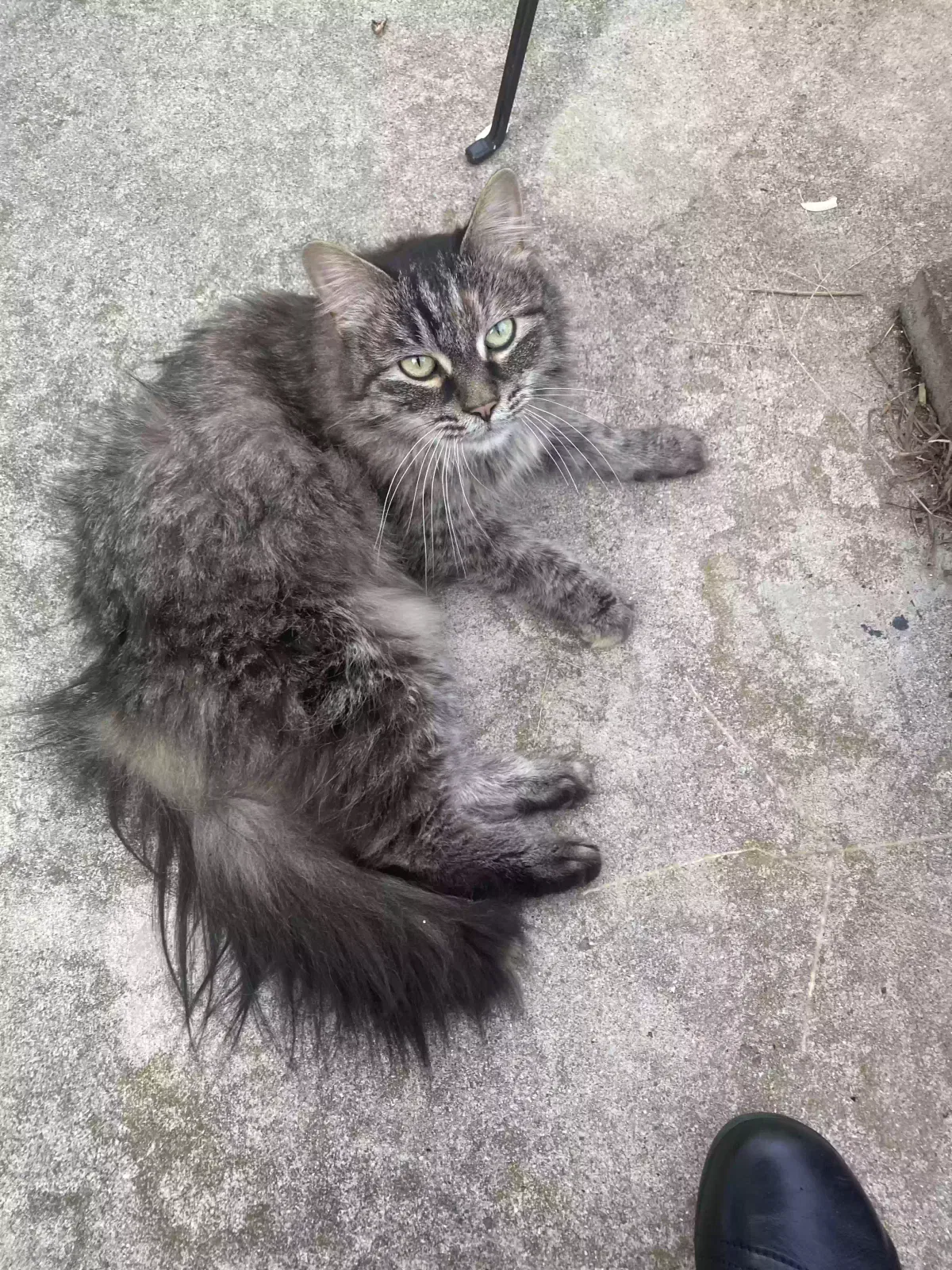 Found cat in West Lafayette, IN, 47906