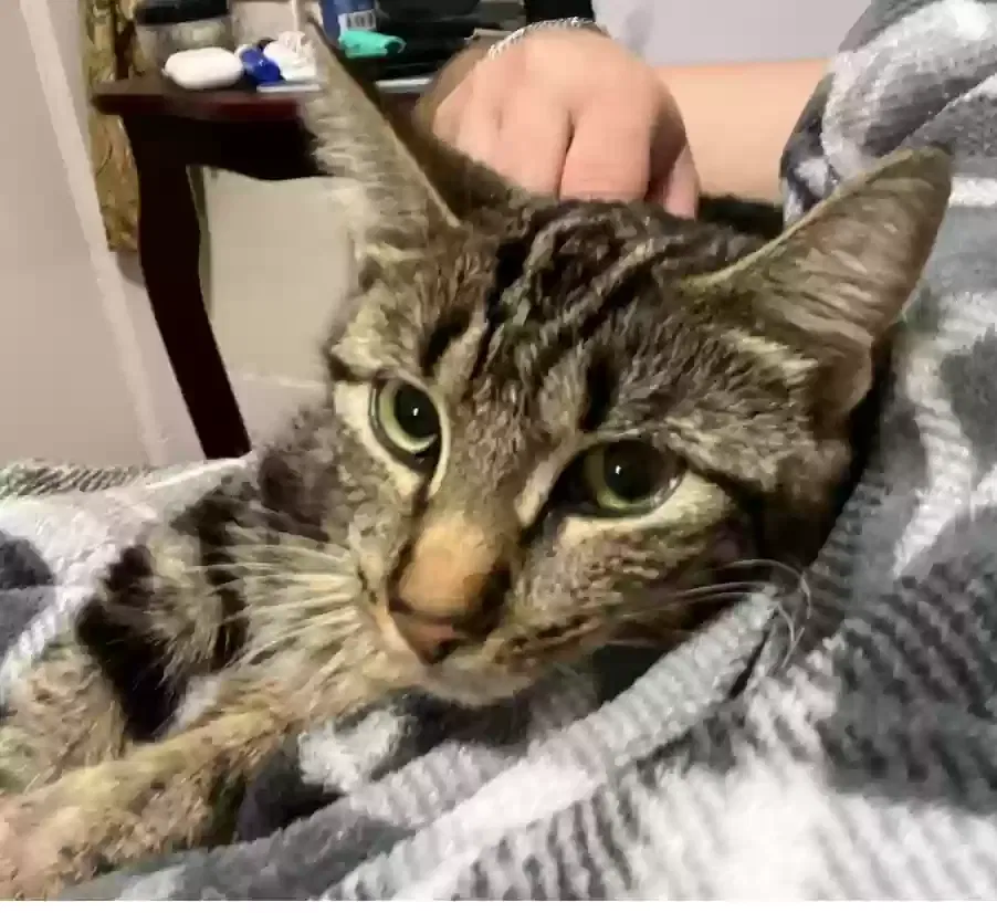 Lost cat in North Bergen, NJ, 7047
