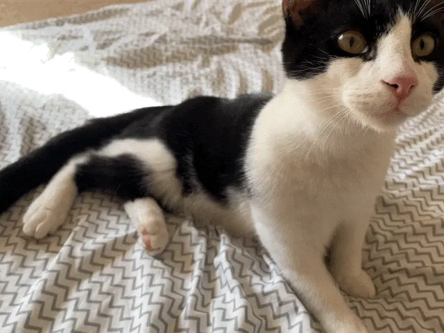 Lost cat in Mount Laurel, NJ, 8054
