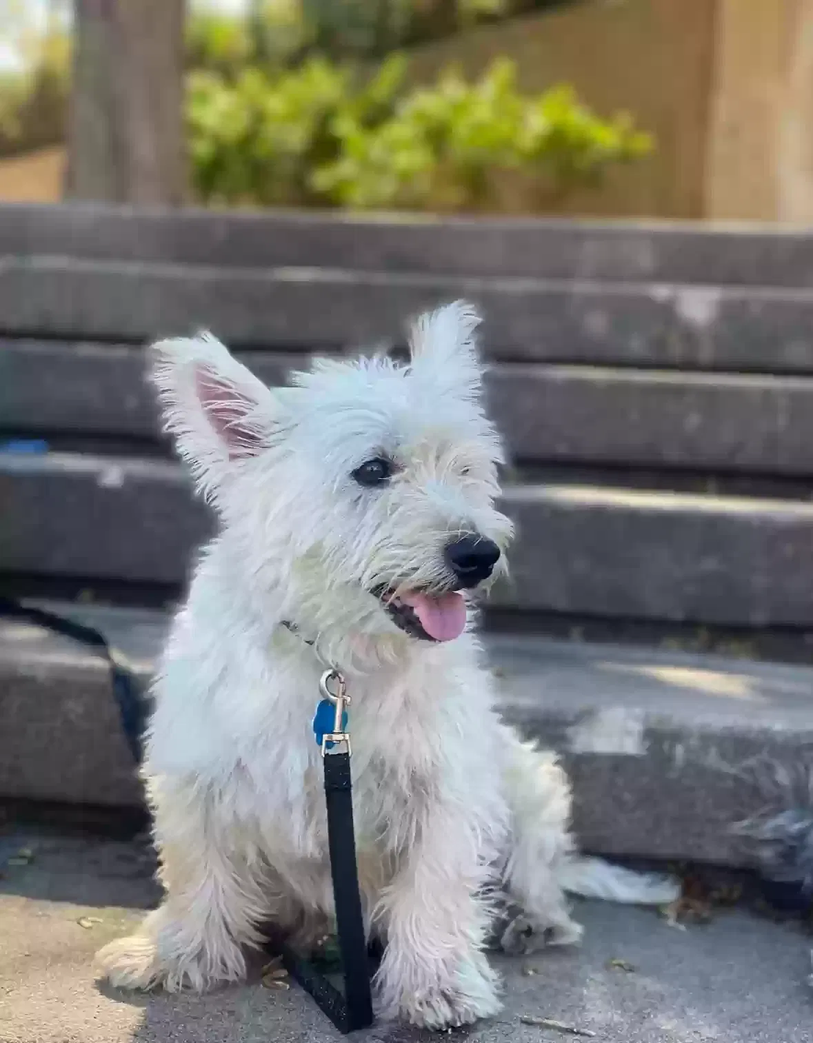 Lost dog in Wichita, KS, 67204