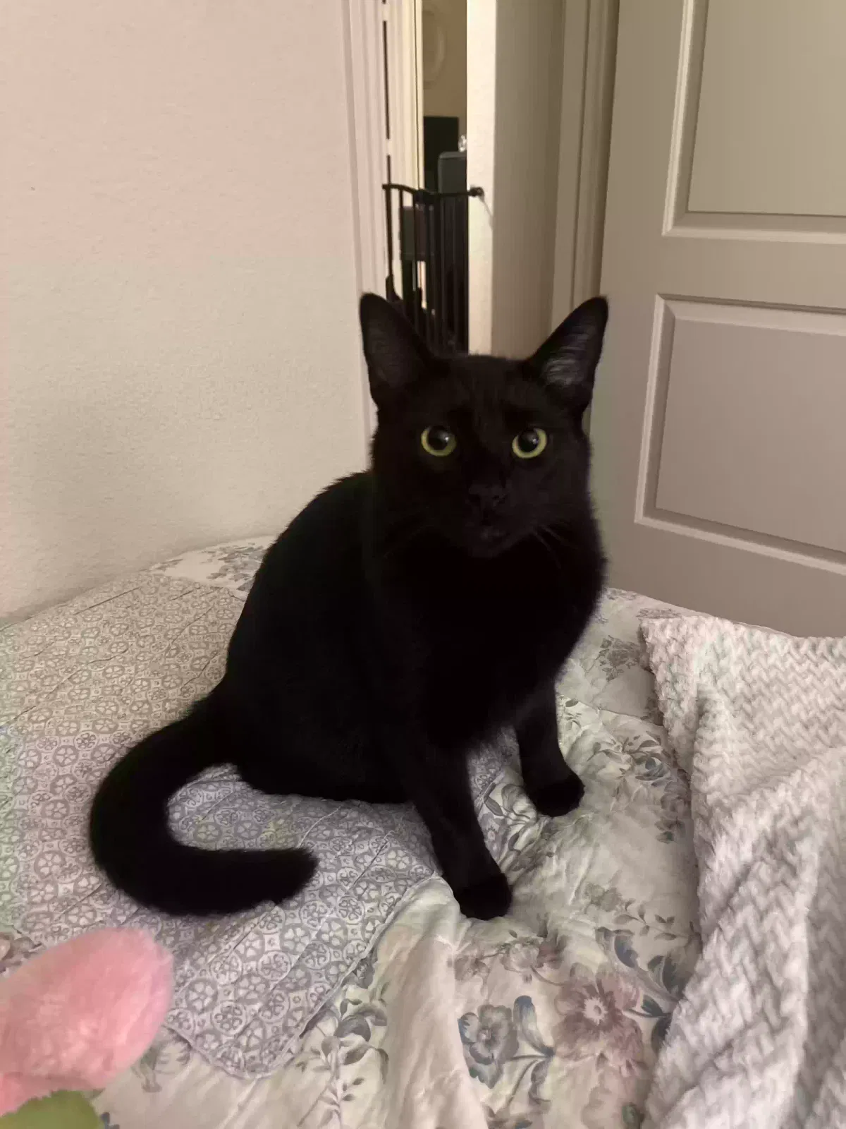 Lost cat in Princeton, TX, 75407