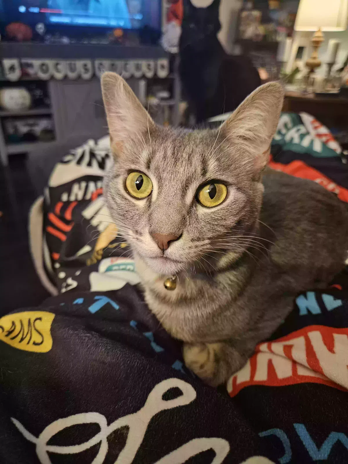 Lost cat in San Fernando, CA, 91340
