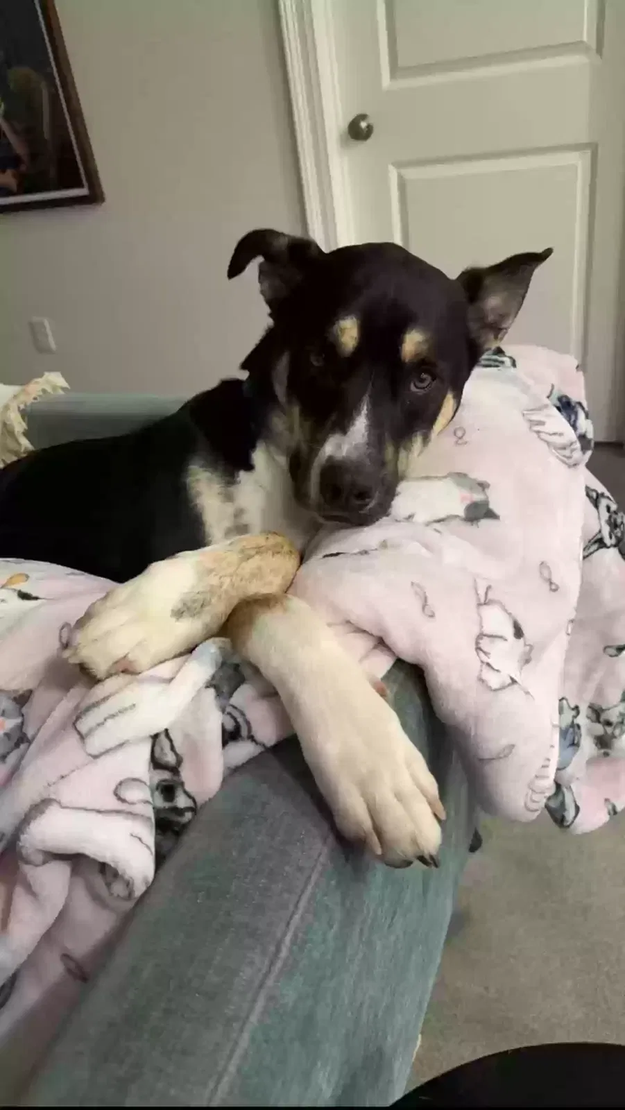 Lost dog in Abita Springs, LA, 70420