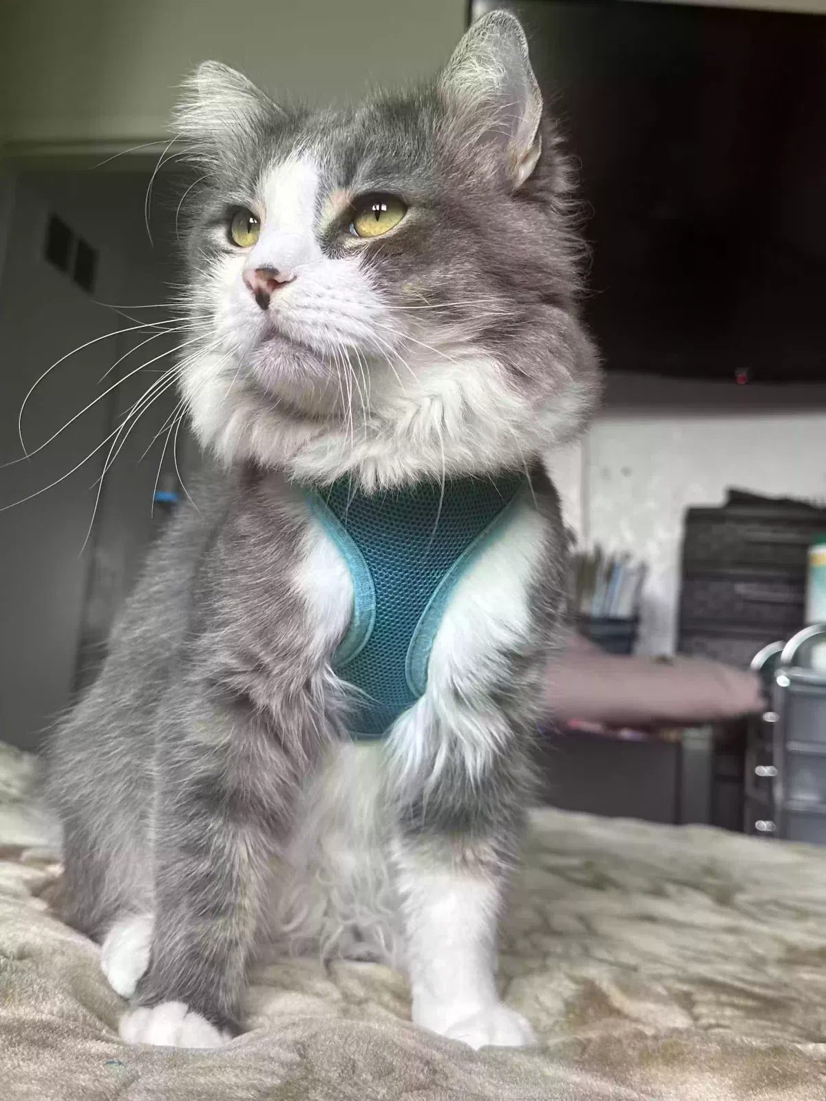 Lost cat in Costa Mesa, CA, 92627