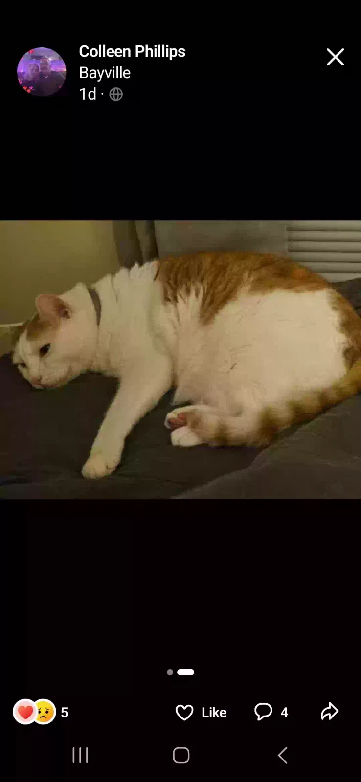 Lost cat in Bayville, NY, 11709