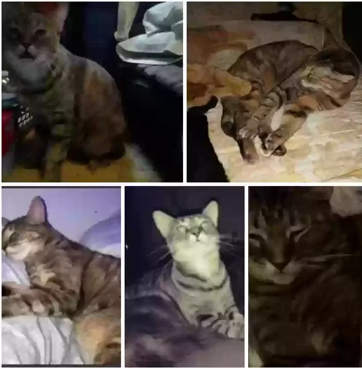 Lost cat in Austin, TX, 78750