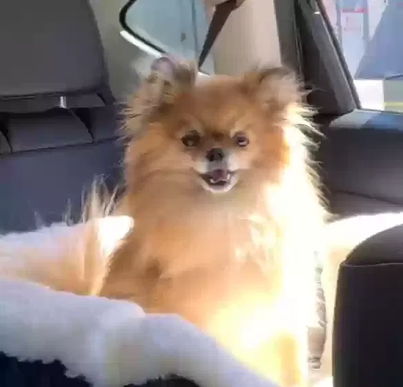 Lost dog in Monson, MA, 1057