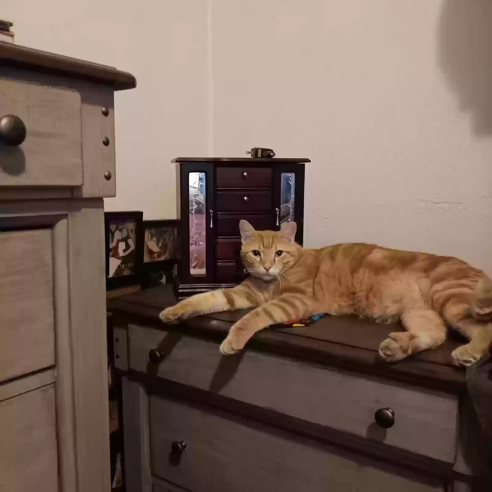 Lost cat in Kenosha, WI, 53143