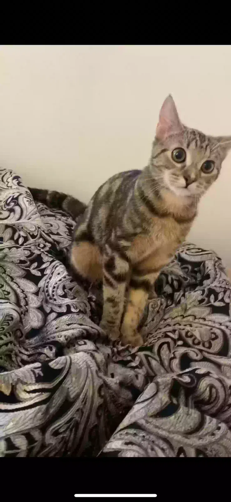Lost cat in Renfrew, PA, 16053
