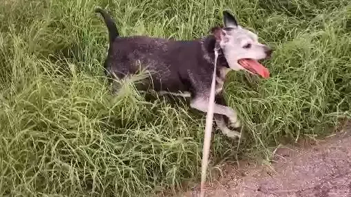 Lost dog in Cerro, NM, 87519