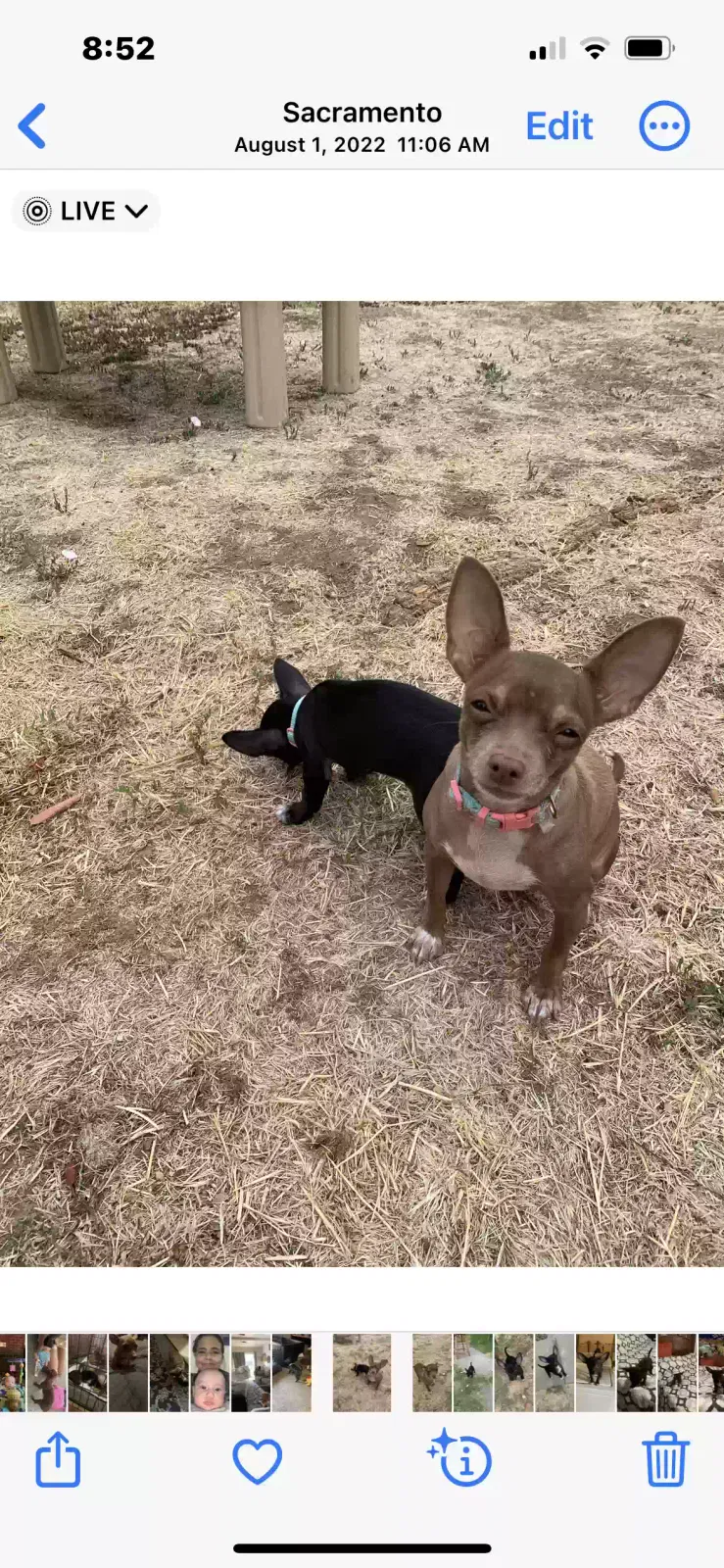 Lost dog in Sacramento, CA, 95822