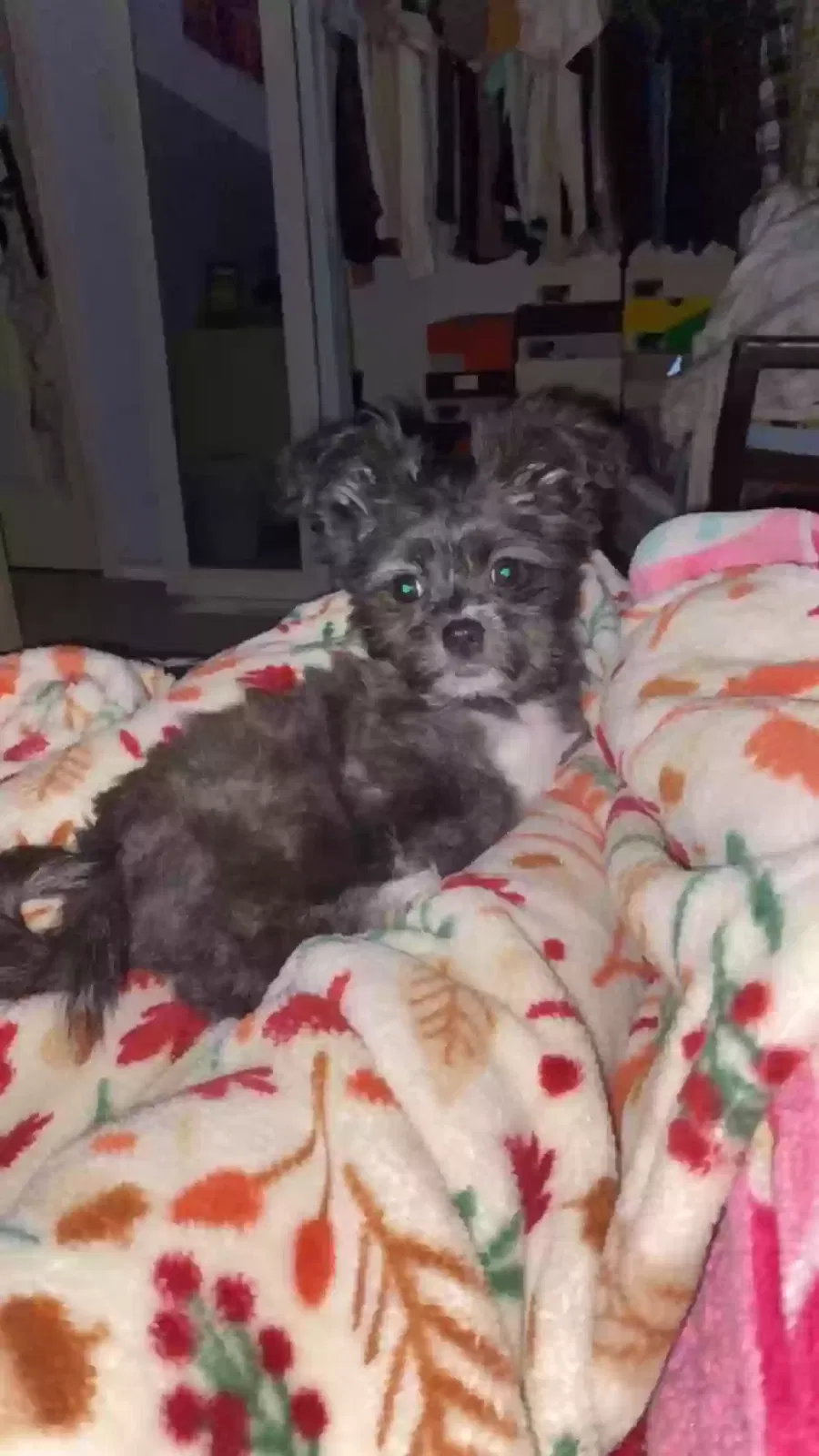 Lost dog in Houston, TX, 77064
