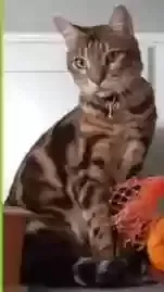 Lost cat in Clearwater, FL, 33765