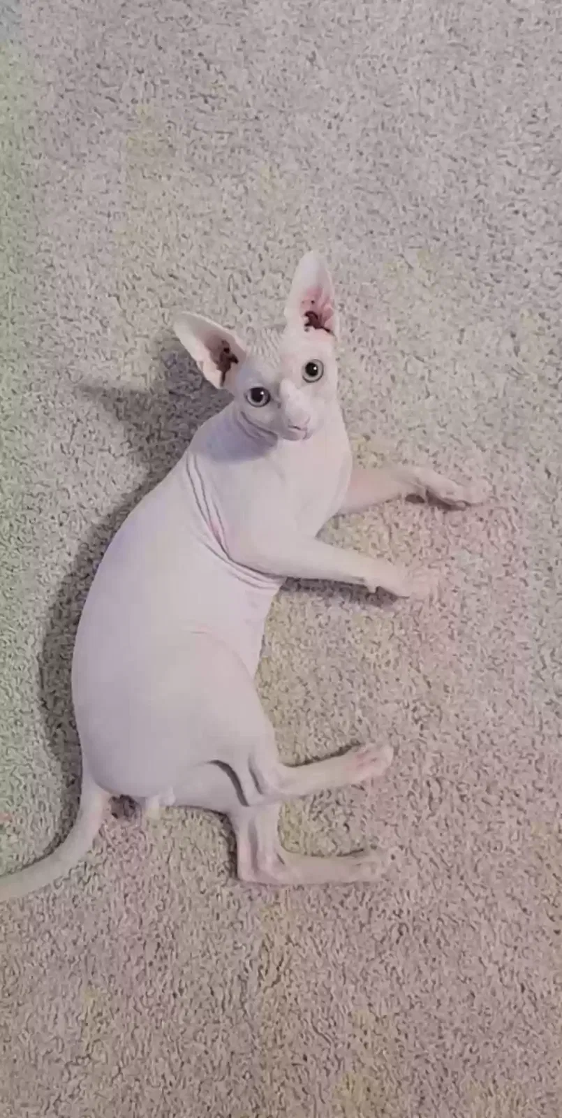 Lost cat in Puyallup, WA, 98371