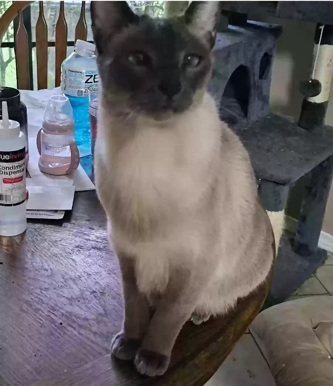 Lost cat in Theodore, AL, 36582