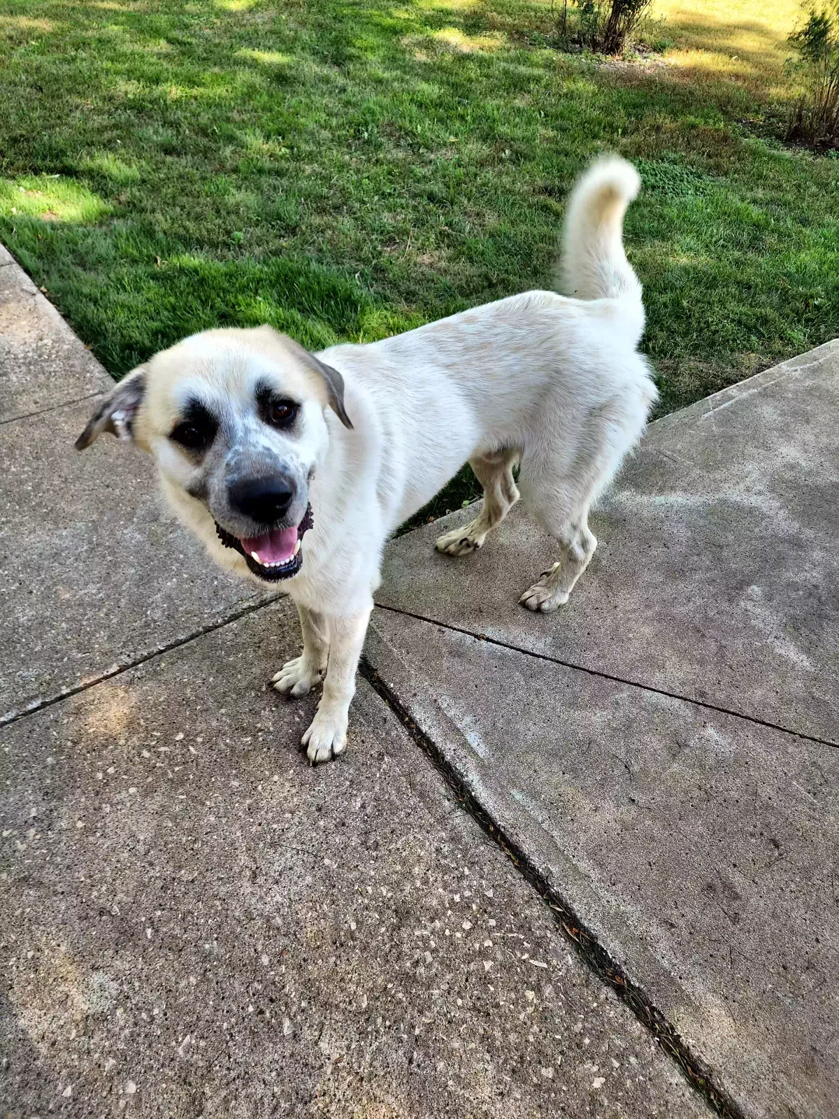 Lost dog in Albert City, IA, 50510