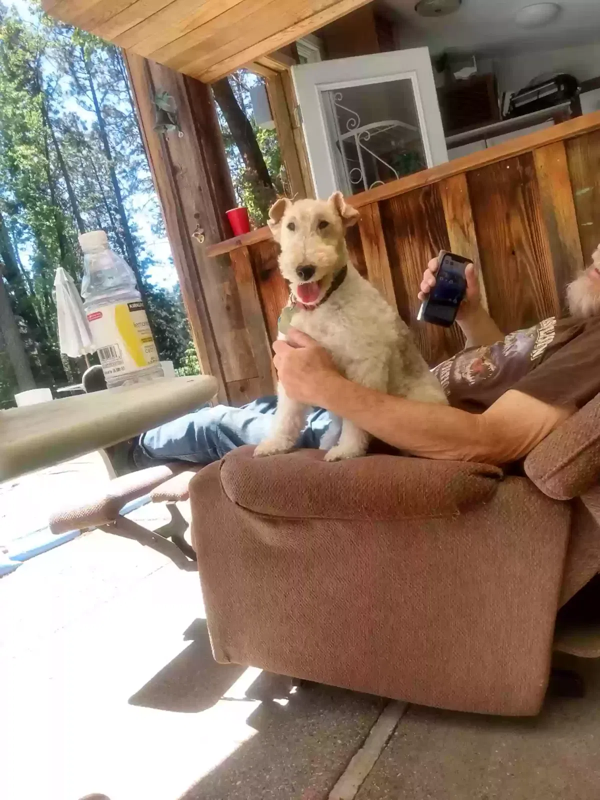 Lost dog in Nevada City, CA, 95959